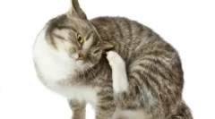 Чому виникає нежить у кішок і як ефективно усунути його