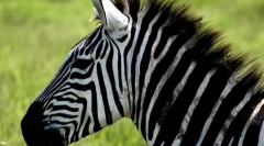 Чому зебри смугасті?