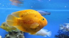 Вибір риби для акваріума