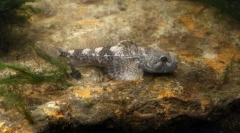 Розведення звичайного