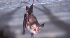 Молочний рядок