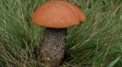 Буосиновик