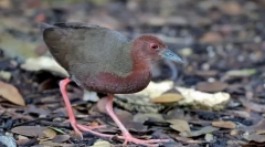 Лупця червоного горіння