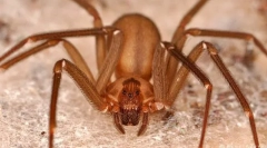 Палаючий павук