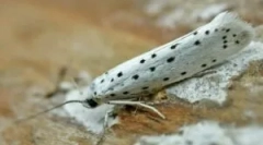 Придбані та домашні засоби з молі