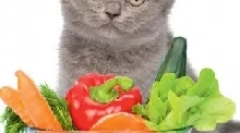 Полента для кішок