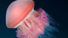 Ви корисні для медуз?