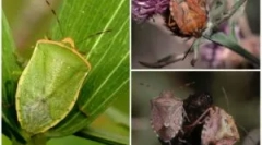 Корисні та шкідливі садові помилки