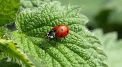 Корисні комахи