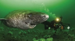 Полярна аккула