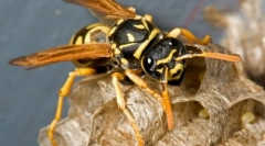 Смугасті помилки