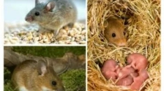 Секс цикл і розмноження мишей