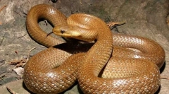 Полозу есклапов