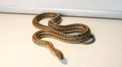 Полозняний