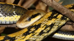 Полоза черепа