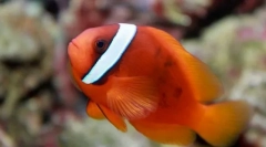 Пометцентри