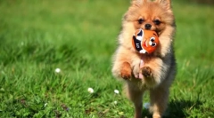 Pomeranian spitz (фото): пронизаний дитиною та нескінченним відданим