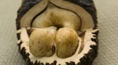 Чи допомагає чорний горіх від паразитів?