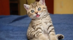 Діарея коттенка: причини та лікування