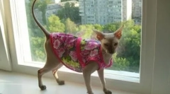 Попон для кішки після операції