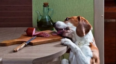 Благання та крадіжка їжі