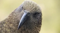 Parrots kea розбирає машину: небезпечне відео