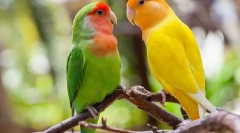 Папуги любить, опис, догляд і вміст