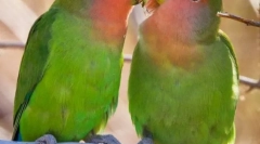 Папуги - коханні