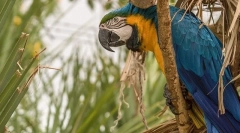 Parrot ara, опис, види, ціна