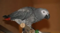 Папуга-іспаян: jaco співає я кукарача