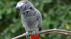 Parrot jaco, опис, підвиди, догляд та контент, ціна