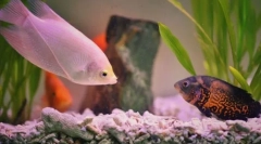 Популярна акваріумна риба