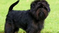Порода самостійно: бородача собака з німеччини (фото)