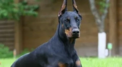 Порода собак, придатна для вас знаком зодіаку: зробити розумний вибір