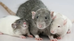 Декоративні щури: опис та відмінності у видів домашніх гризунів