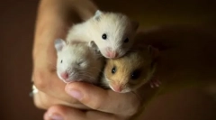 Хом'як породжує, побутові види