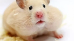 Порода гомаков