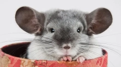 Порода та кольори чінхіль: опис та відмінності