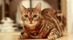 Породи котів, які не мають