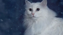 Породи котів з блакитними очима