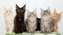 Породи котів з кистями на вухах