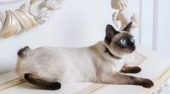 Породи котів з коротким хвостом