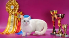 Котячі породи з короткими ногами