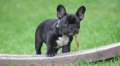 Собака порода без хвоста