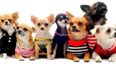 Собака порід для квартир - 15 найкращих варіантів