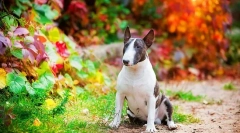 Породи собак (фотографії з іменами): виберіть друга