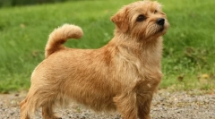 Собака порода - щури