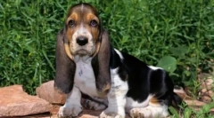 Порода собак з короткими ногами - огляд з фотографіями та іменами