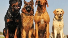 Породи собак