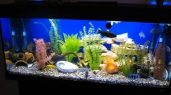 Крок за кроком запуску акваріуму